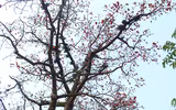 Ngắm hoa gạo nở rực góc trời